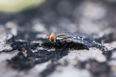 Close-up of housefly on rock