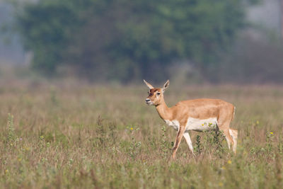 Side view of deer standing on field
