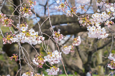 Close-up of white flowers blooming on tree