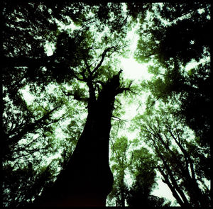 Low angle view of silhouette trees in forest against sky