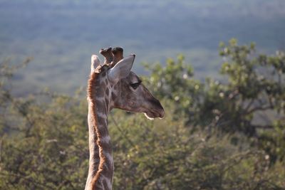 Close-up of giraffe against sky