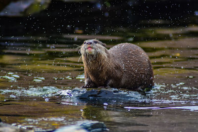 Otter swimming in lake