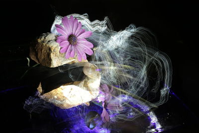 Close-up of pink flower against black background