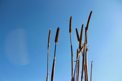 Low angle view of cactus against clear blue sky