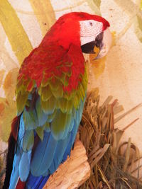 Close-up of parrot perching on tree