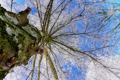 Low angle view of trees against clear blue sky