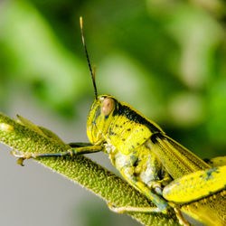 Close-up of insect on plant