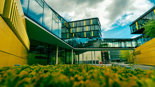 Low angle view of yellow flowering plants against sky