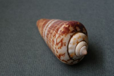 Close-up of seashell