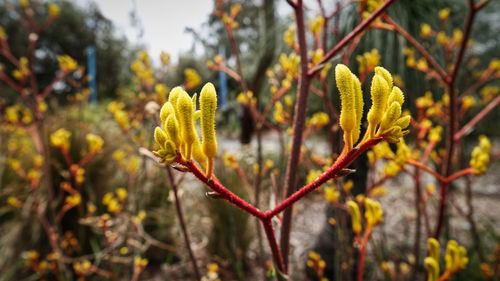 Close-up of yellow flowering plant on field