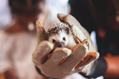 Cropped hands holding hedgehog