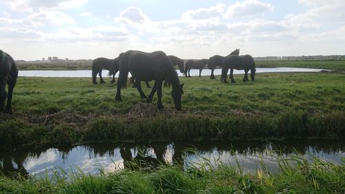 Horses in a field