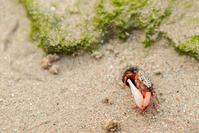 Close-up of crab on sand