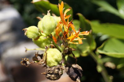 Close-up of flower growing on plant