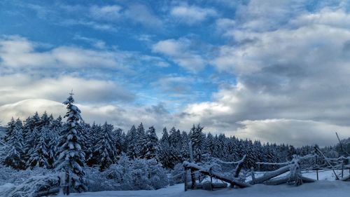 Low angle view of trees against sky during winter