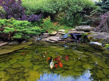 View of koi carps swimming in pond