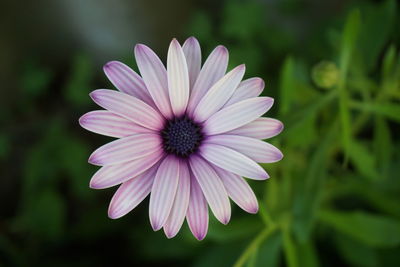 Close-up of osteospermum blooming outdoors