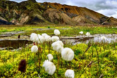 White flowers on field by lake against mountains