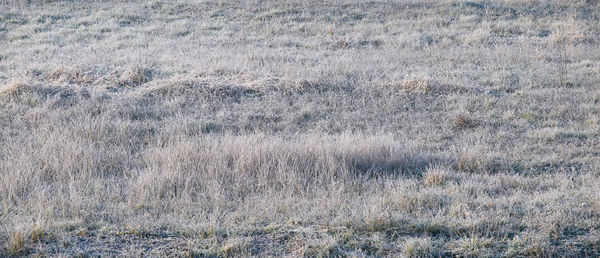 Full frame shot of dry grass on field