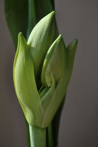 Close-up of amaryllis buds on grey background
