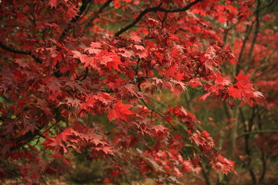 Red maple leaves in garden