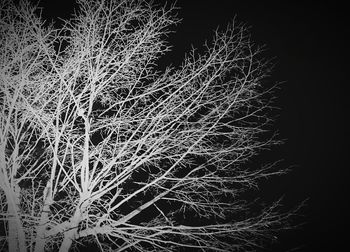 Close-up of plant at night