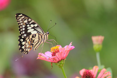 Close-up of butterfly pollinating on pink flower