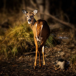 Portrait of deer standing on land