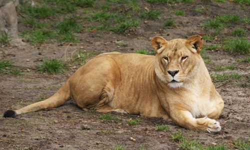 Portrait of a cat resting on ground