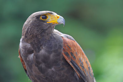 Close-up of a bird looking away