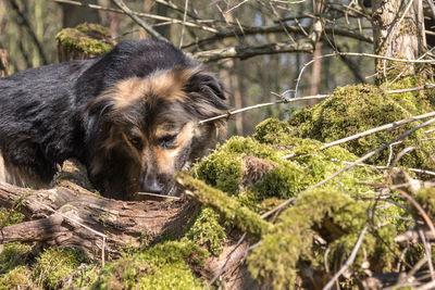 View of a dog in the forest