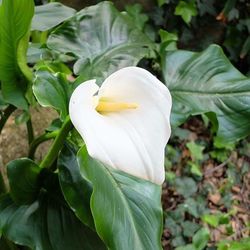 Close-up of white flowers