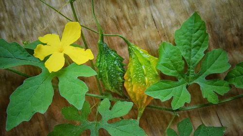 High angle view of yellow leaves on plant