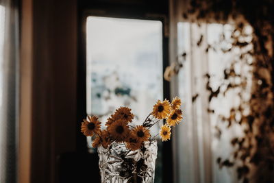 Close-up of flowers against window