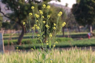 Yellow flowering plant on field