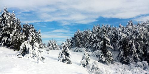 Trees on snow covered land against sky