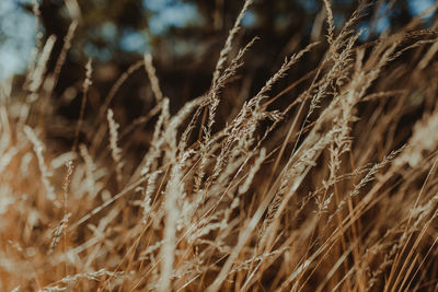 Dried plants during sunny day