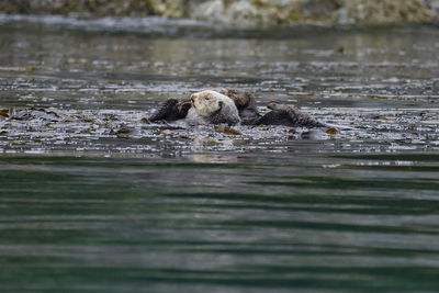 View of sea otters swimming in water