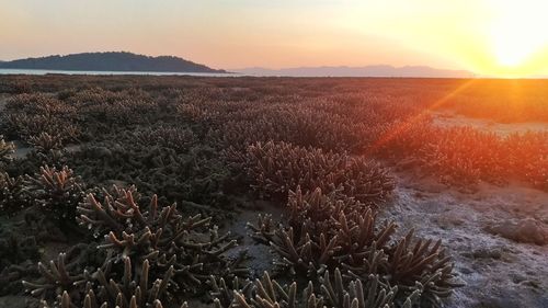 Scenic view of landscape against sky during sunset