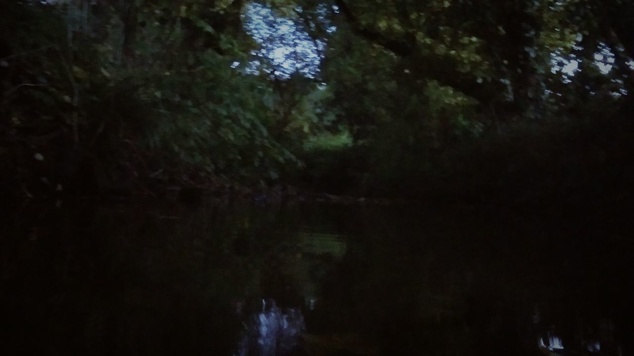 tree, water, tranquility, forest, beauty in nature, tranquil scene, scenics, nature, growth, waterfront, idyllic, reflection, lake, outdoors, no people, non-urban scene, river, branch, day, lush foliage