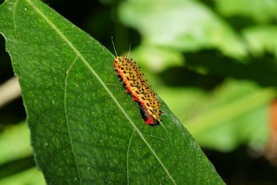 Close-up of insect on plant