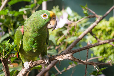 Close-up of parrot perching on tree