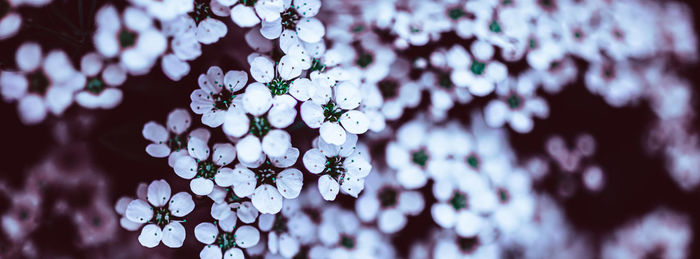 Close-up of cherry blossom plant