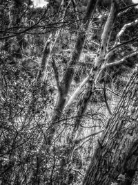 Low angle view of bare trees in forest