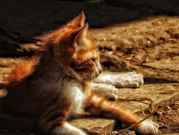 Close-up of snake sitting