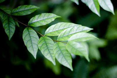 Close-up of fresh green leaf