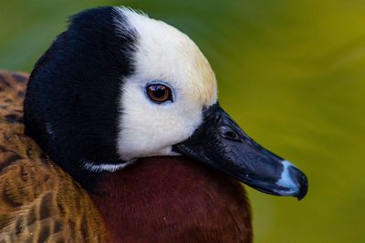Close-up of white-faced duck swimming on pond