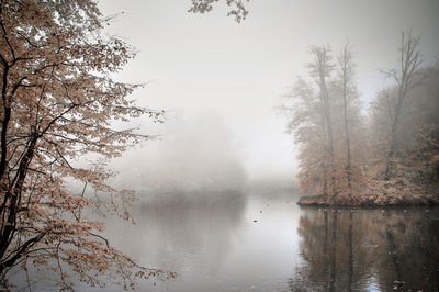 Trees in foggy weather