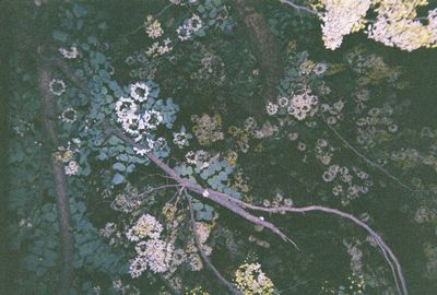 Close-up high angle view of flowers