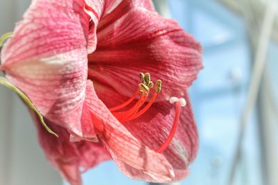 Close-up of pink day lily